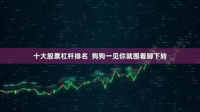 十大股票杠杆排名  狗狗一见你就围着脚下转